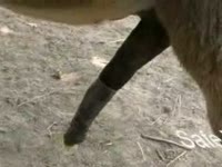 Hard horse dick got filmed
